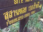 ฟอสซิลหอยภูเวียง