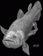 Coelacanth